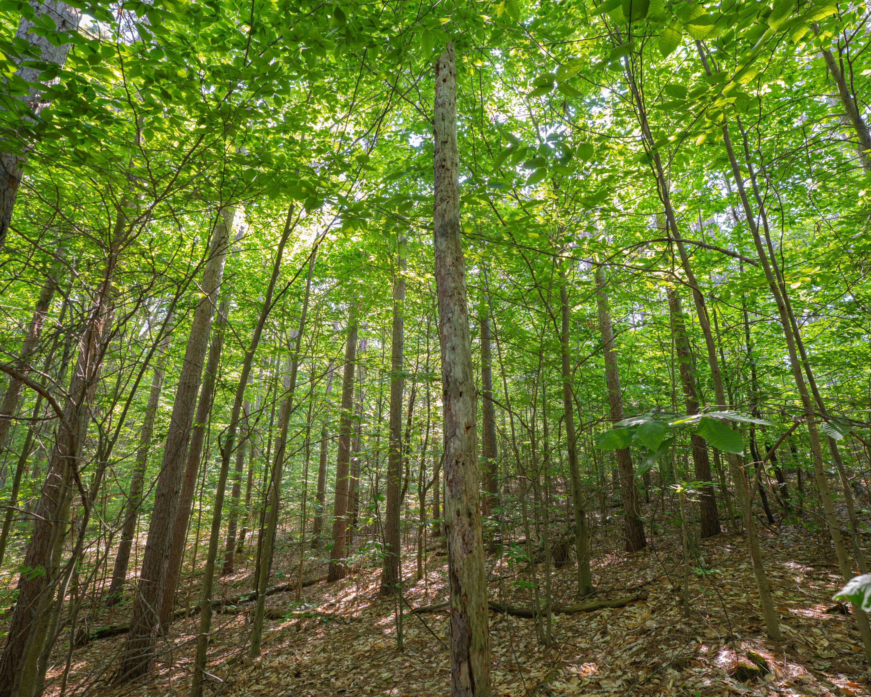 Vl West Phelps Road Manton, MI 49663 - Photo 11 of 16 P1000308