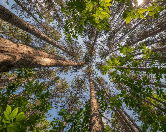 $69,900 | Vl West Phelps Road, Manton, MI 49663