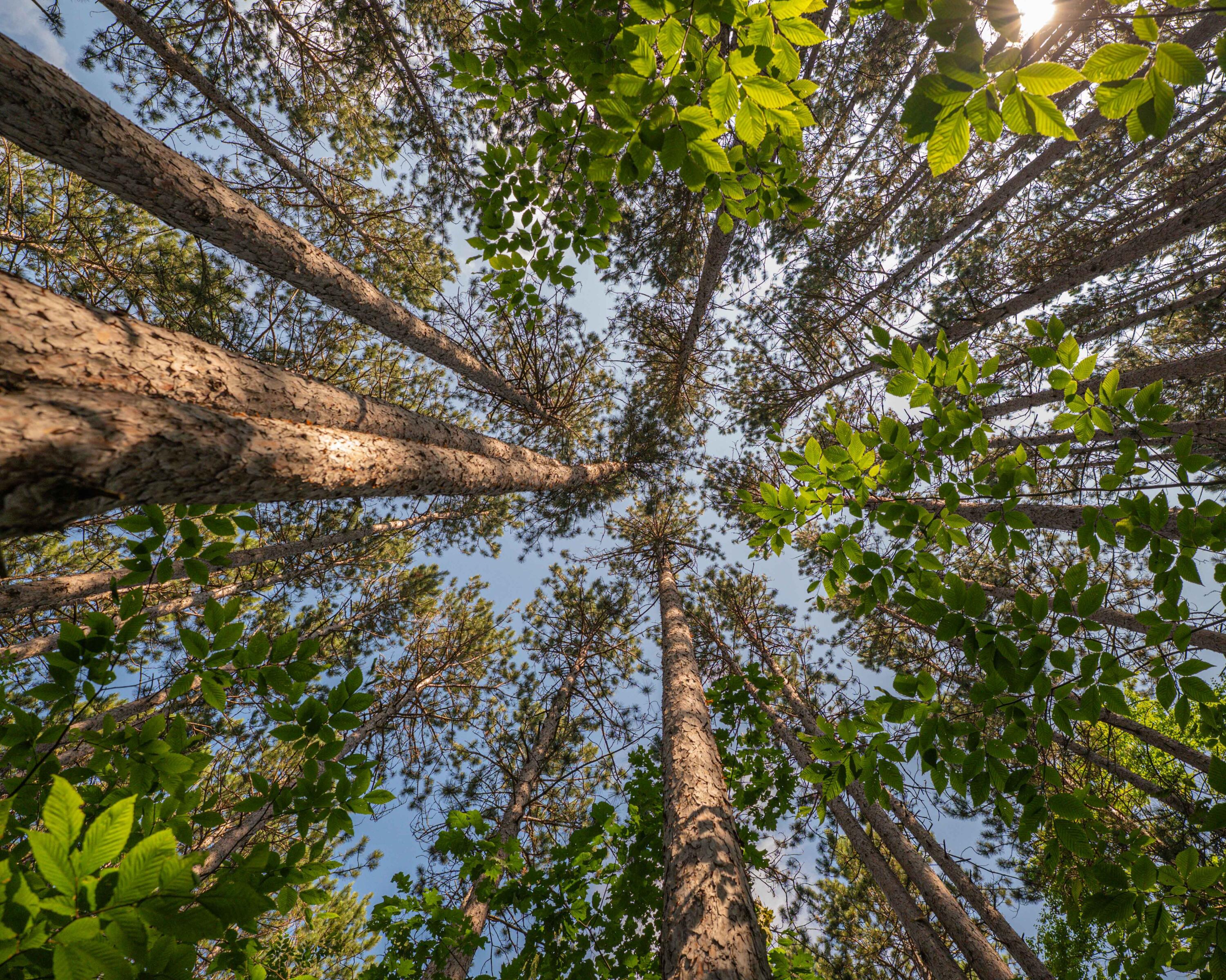 Vl West Phelps Road Manton, MI 49663 - Photo 13 of 16 P1000310