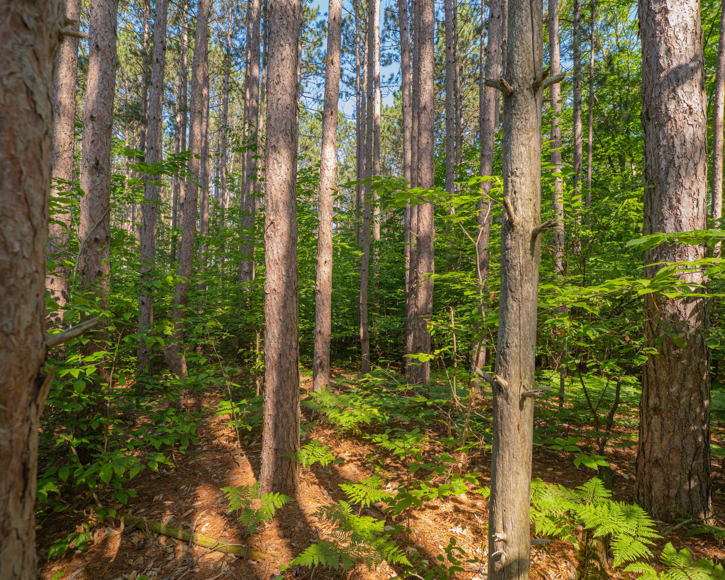 Vl West Phelps Road Manton, MI 49663 - Photo 14 of 16 P1000311