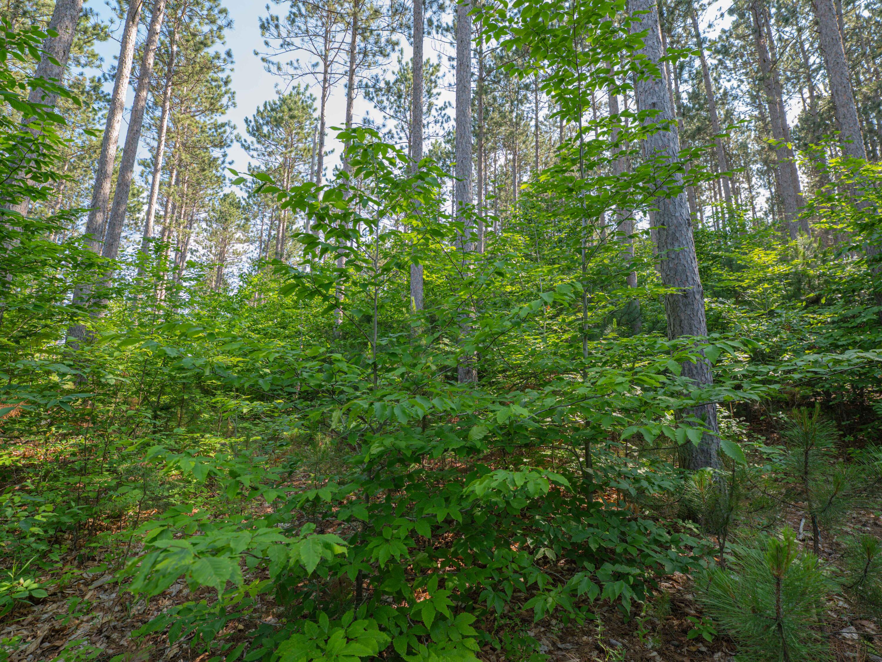 Vl West Phelps Road Manton, MI 49663 - Photo 9 of 16 P1000306