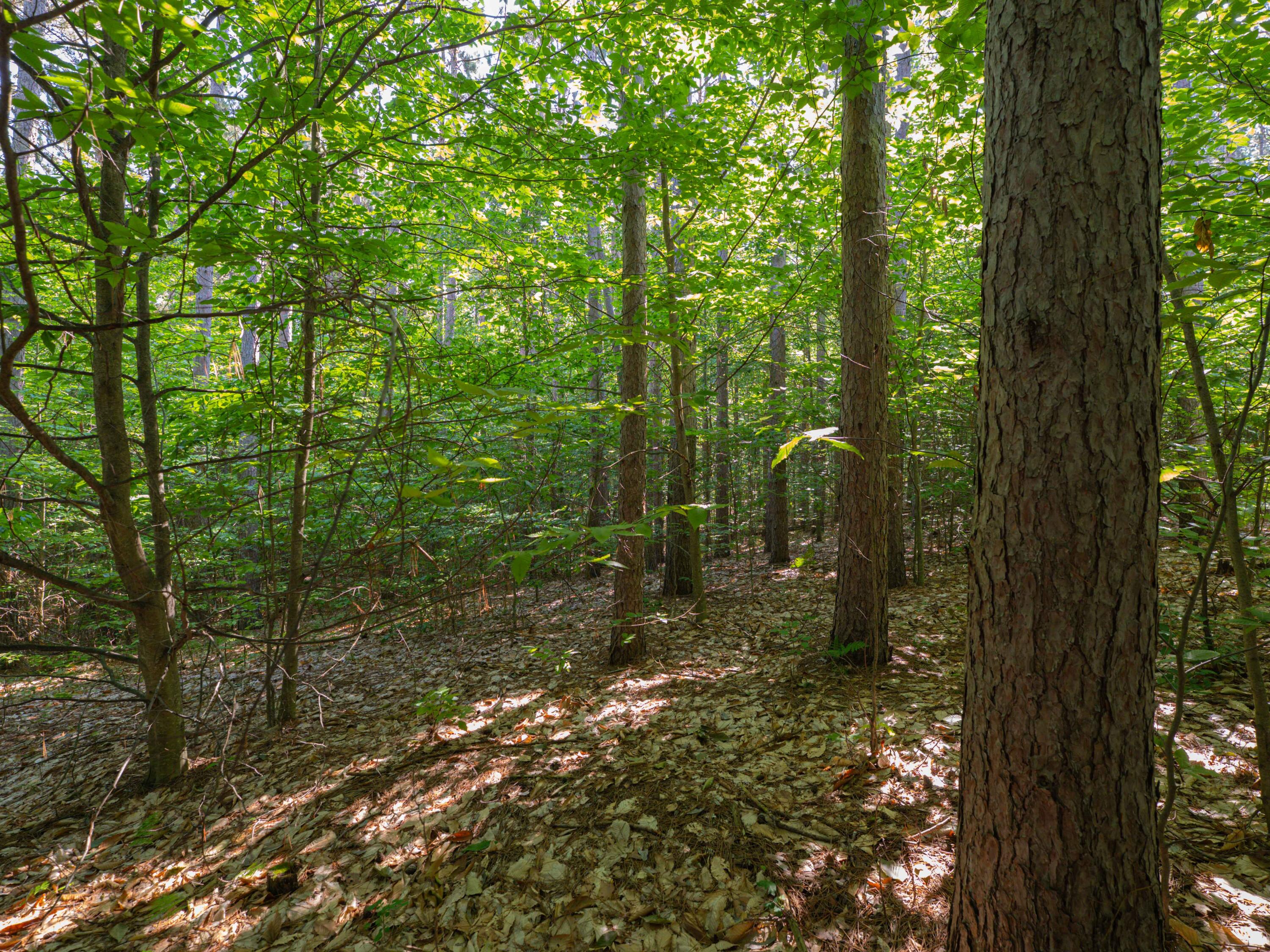 Vl West Phelps Road Manton, MI 49663 - Photo 10 of 16 P1000307