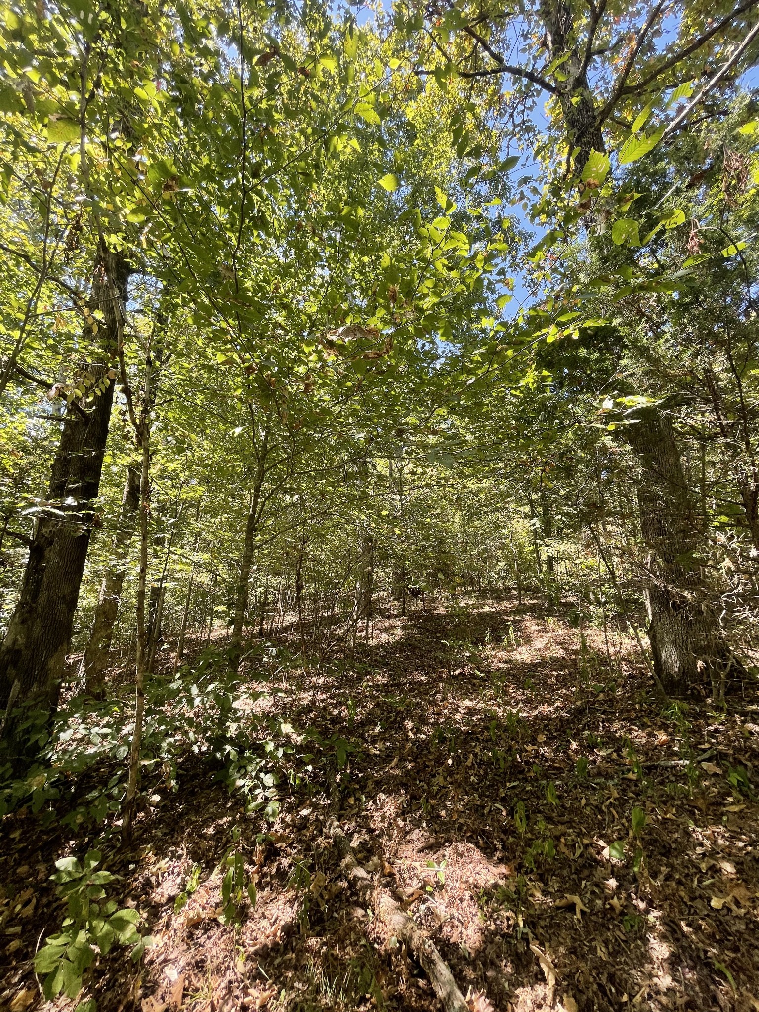321 Lowery Cemetery Road Cumberland City, TN 37050 - Photo 25 of 50 Gallery Image 25