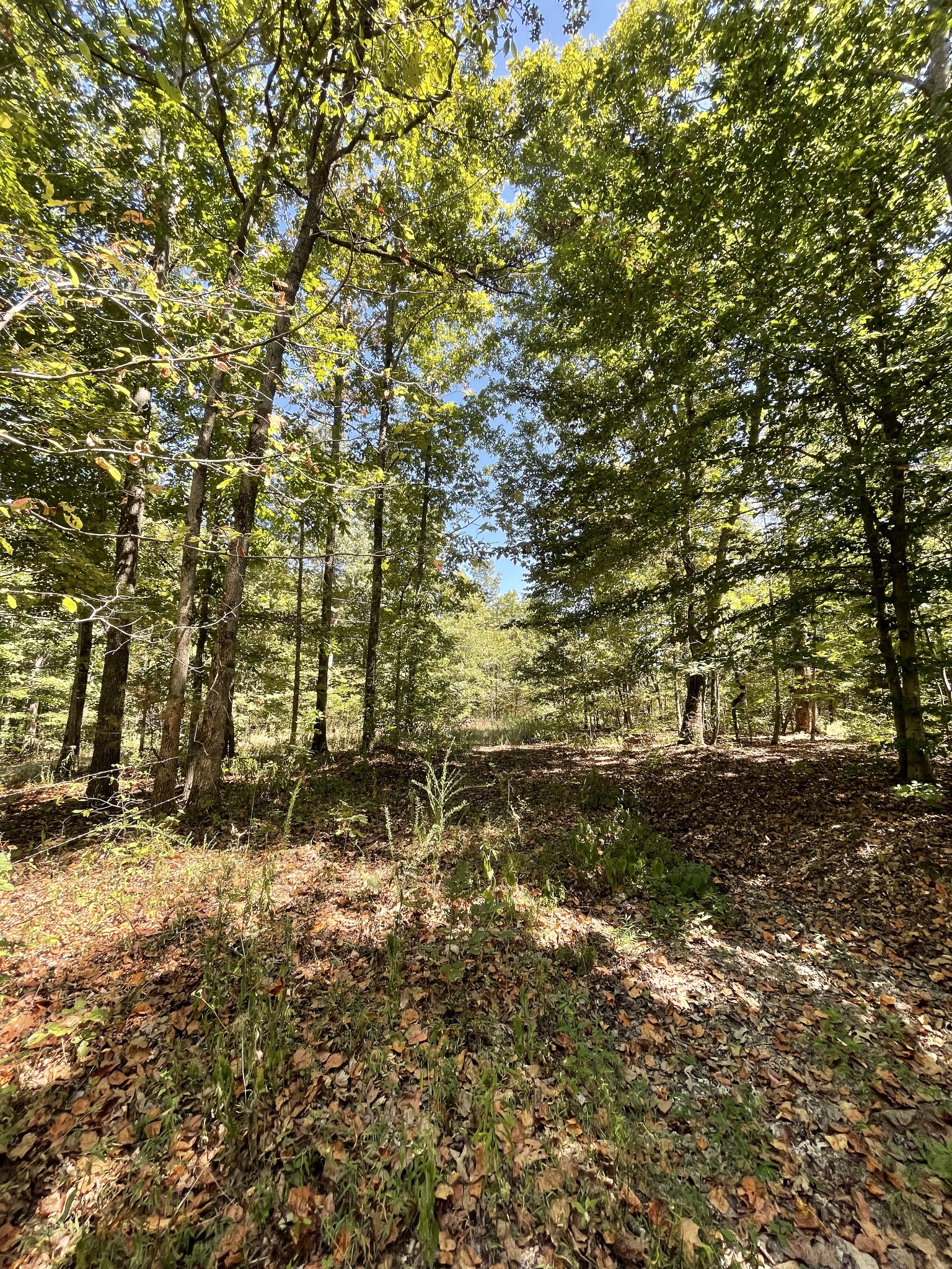 321 Lowery Cemetery Road Cumberland City, TN 37050 - Photo 31 of 50 Gallery Image 31