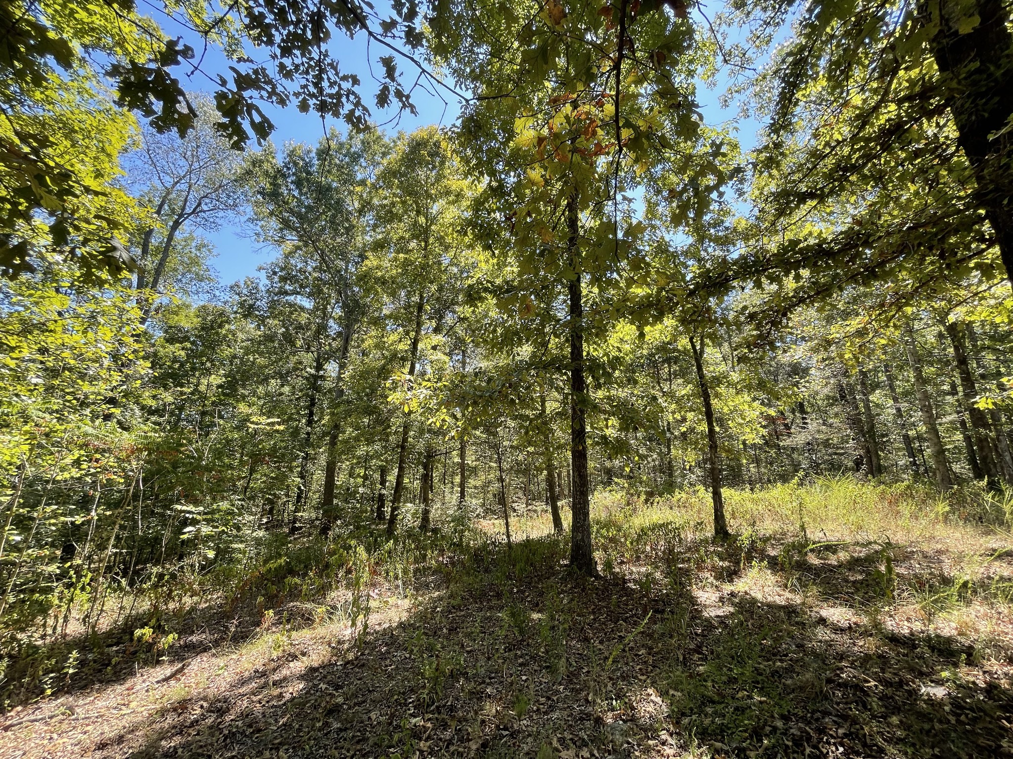 321 Lowery Cemetery Road Cumberland City, TN 37050 - Photo 39 of 50 Gallery Image 39