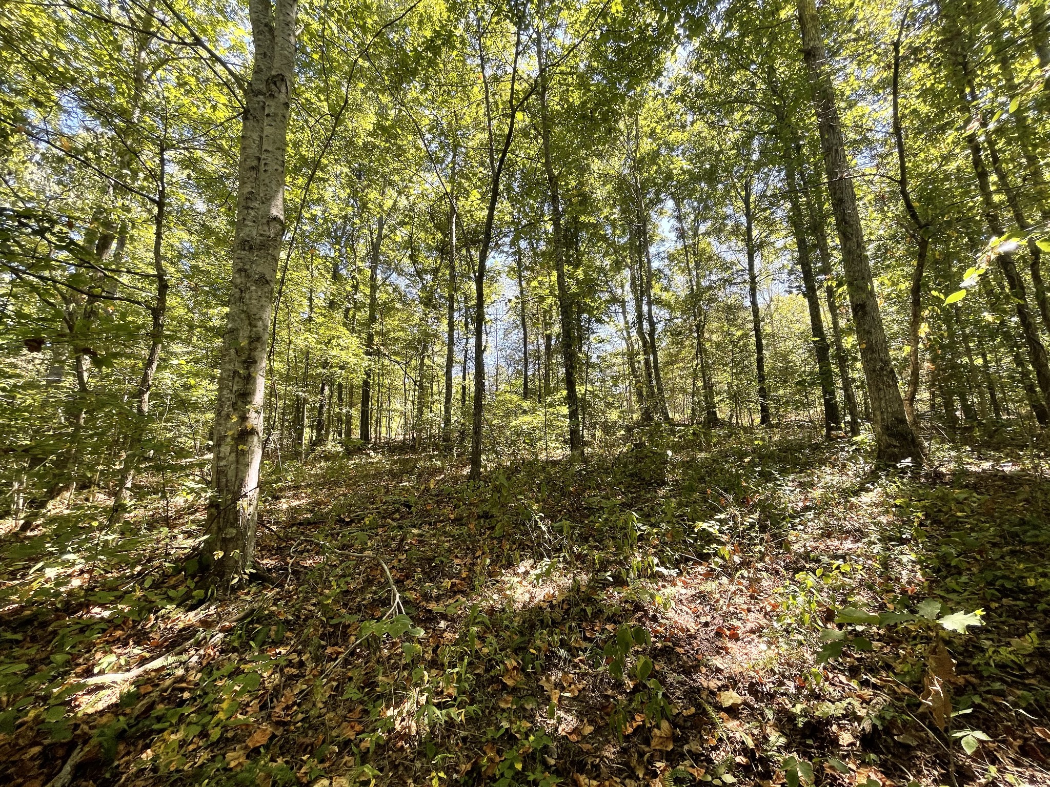 321 Lowery Cemetery Road Cumberland City, TN 37050 - Photo 43 of 50 Gallery Image 43