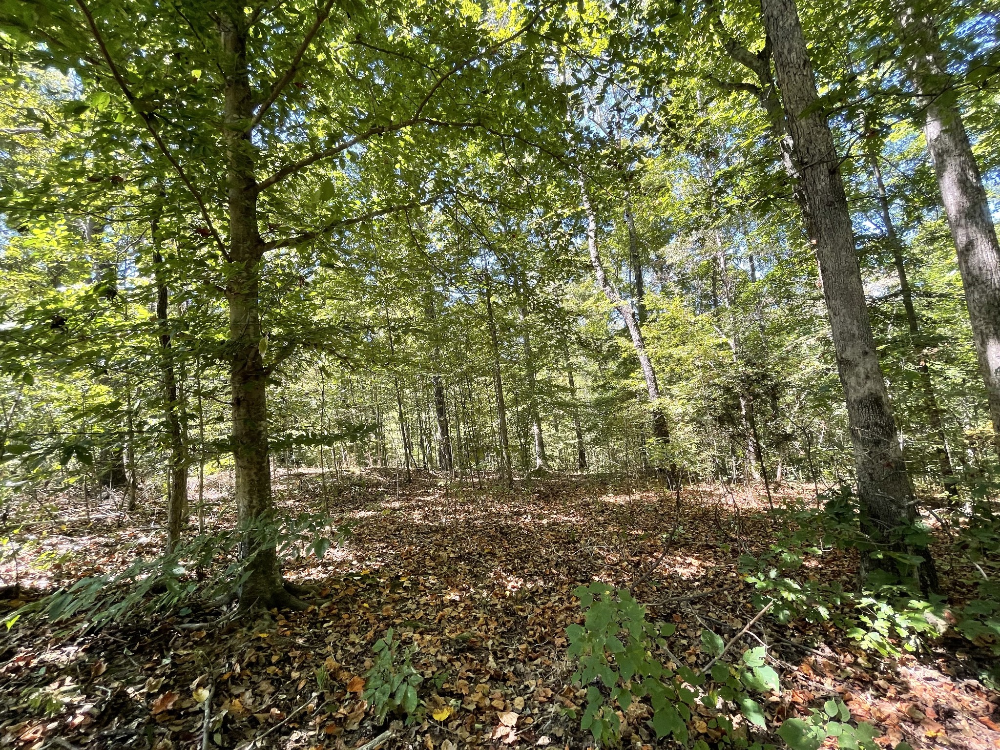 321 Lowery Cemetery Road Cumberland City, TN 37050 - Photo 44 of 50 Gallery Image 44