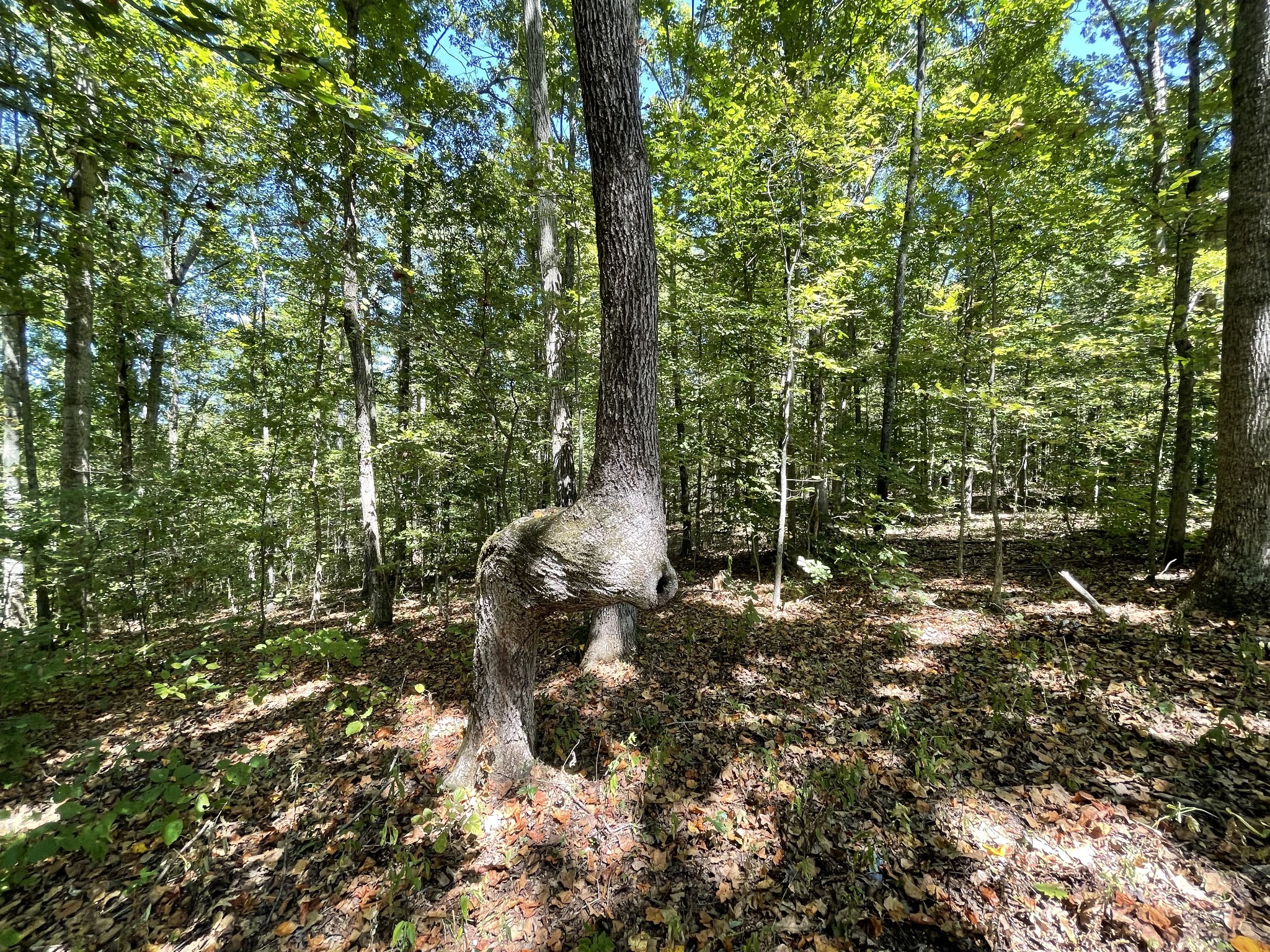 321 Lowery Cemetery Road Cumberland City, TN 37050 - Photo 45 of 50 Gallery Image 45