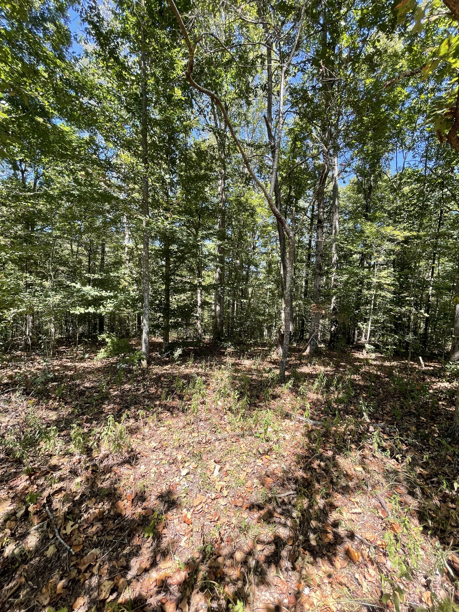 321 Lowery Cemetery Road Cumberland City, TN 37050 - Photo 46 of 50 Gallery Image 46