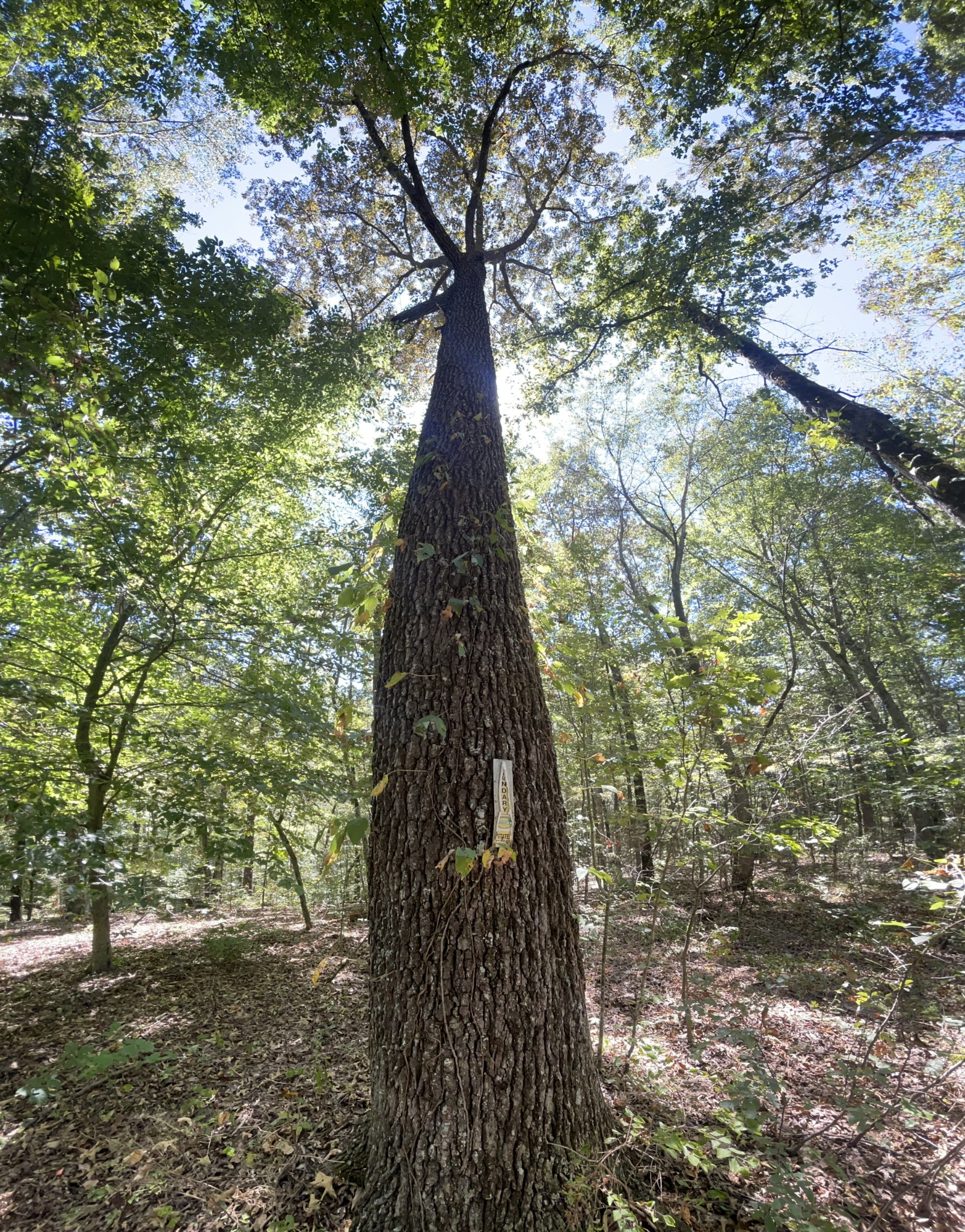 321 Lowery Cemetery Road Cumberland City, TN 37050 - Photo 8 of 50 Gallery Image 8