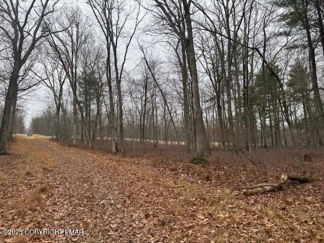 a view of a backyard of trees