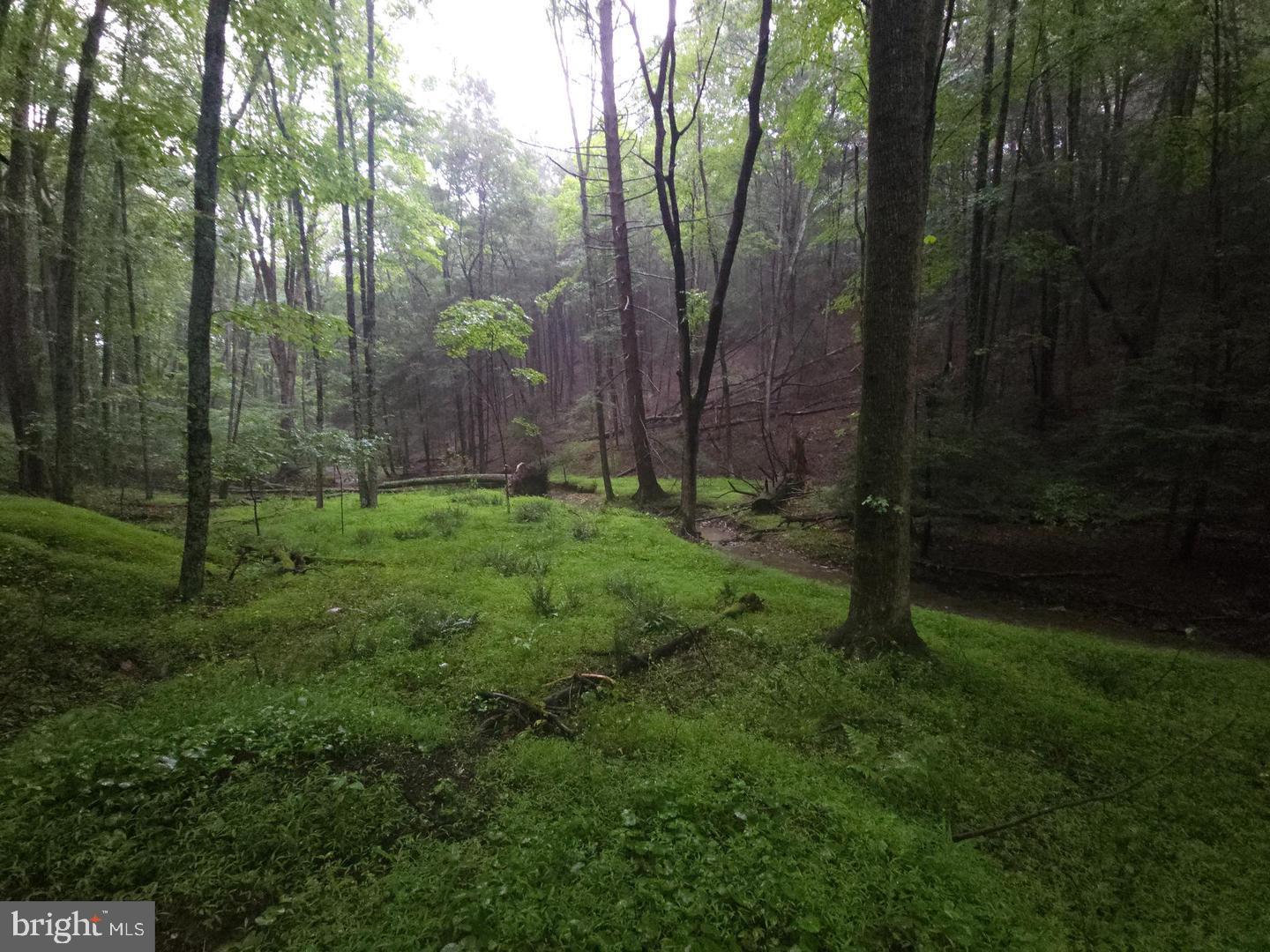 0 Spriggle Road Elliottsburg, PA 17024 - Photo 16 of 18 Lush green forest enveloped in mist.