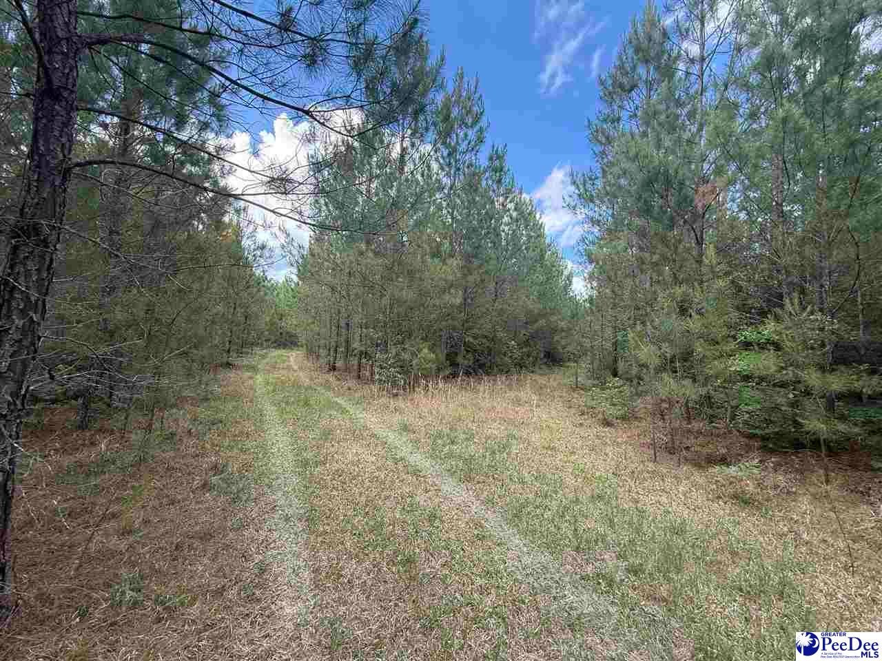 New Farm Road Hemingway, SC 29554 - Photo 13 of 17 Gallery Image 13