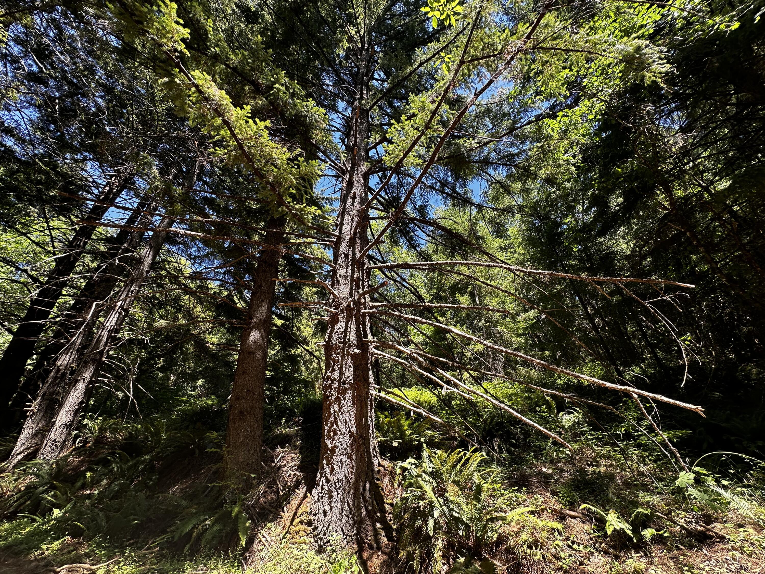 0 French Camp Road Hoopa, CA 95546 - Photo 4 of 8