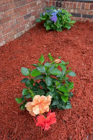 a bunch of flowers in a garden