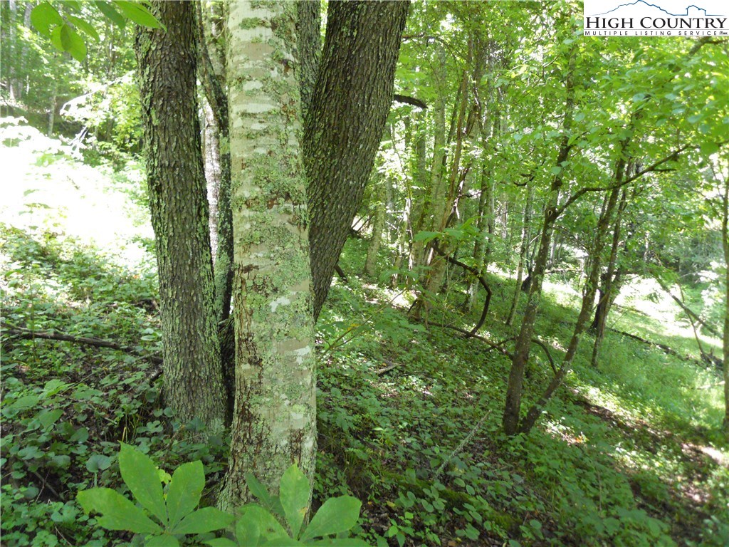 Claude Dickson Road Lansing, NC 28643 - Photo 3 of 12