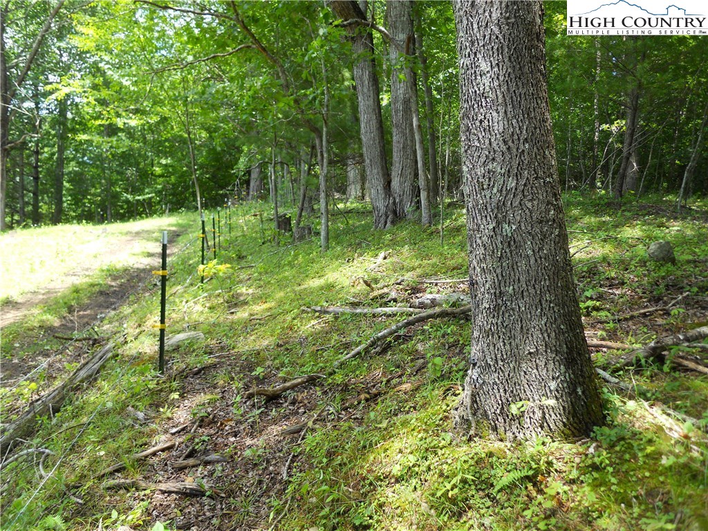 Claude Dickson Road Lansing, NC 28643 - Photo 4 of 12