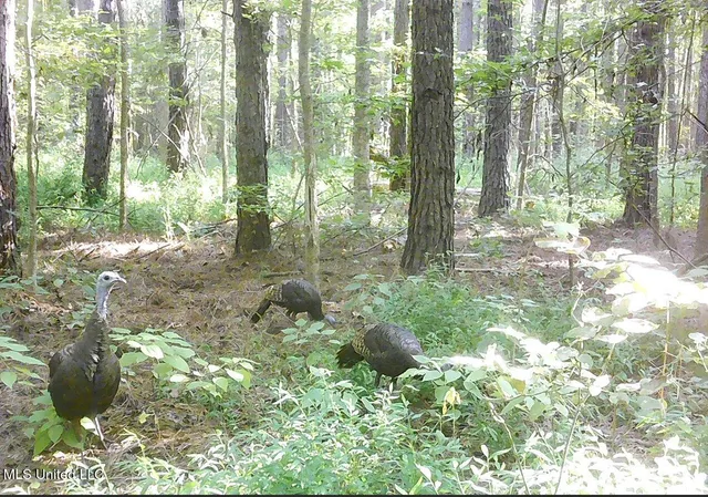 $395,000 | 2380 213th Road, Unit COUNTRY, Grenada, MS 38901