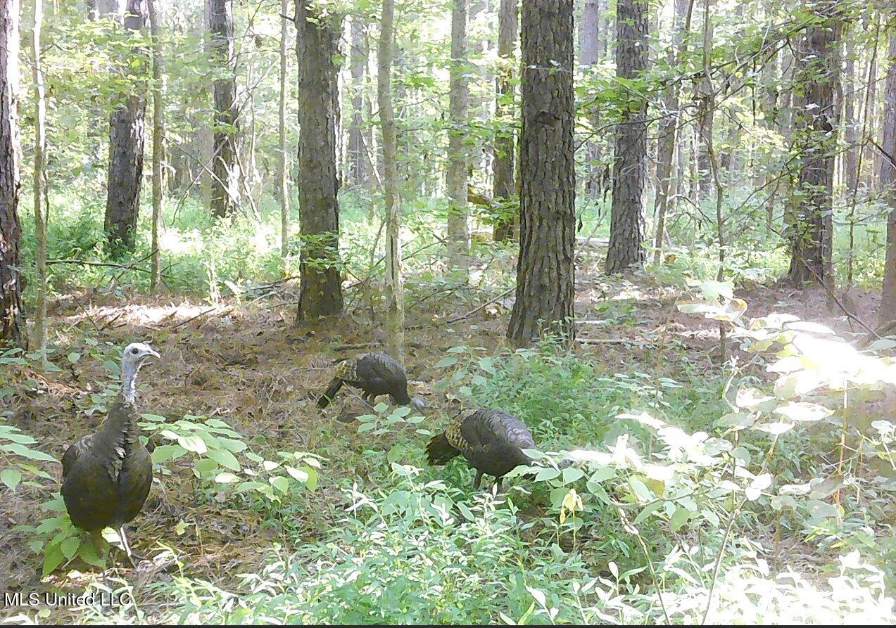 2380 213th Road, Unit COUNTRY Grenada, MS 38901 - Photo 13 of 49 00001040