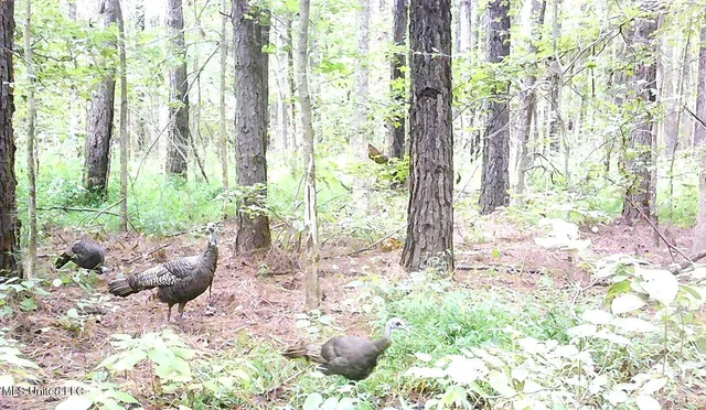 $395,000 | 2380 213th Road, Unit COUNTRY, Grenada, MS 38901