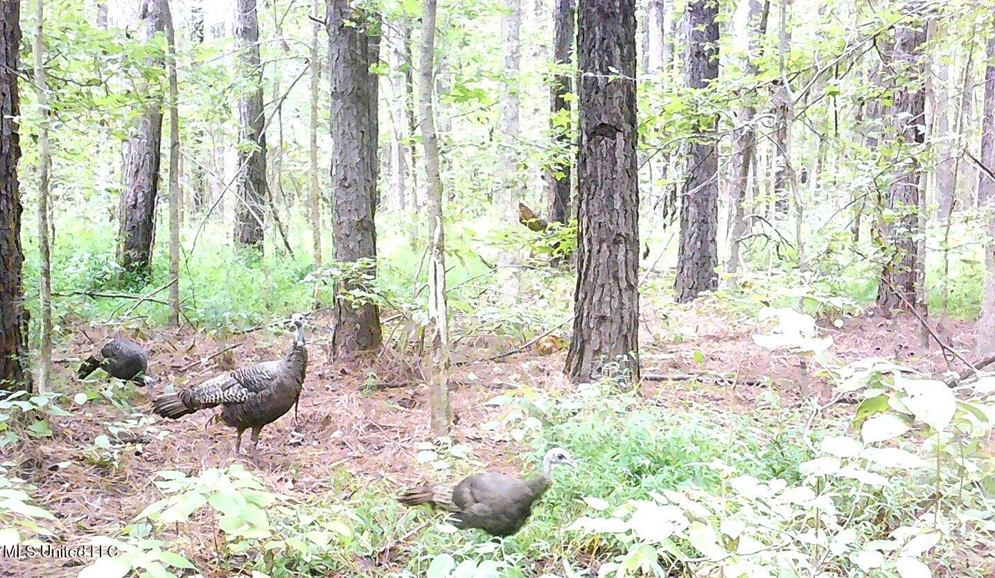 2380 213th Road, Unit COUNTRY Grenada, MS 38901 - Photo 16 of 49 00000735