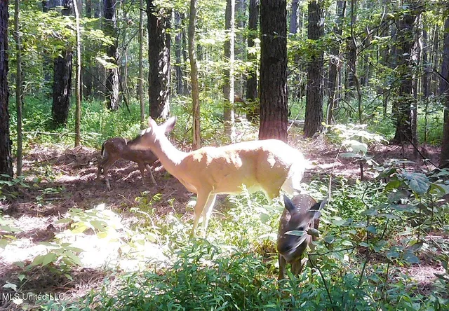 $395,000 | 2380 213th Road, Unit COUNTRY, Grenada, MS 38901