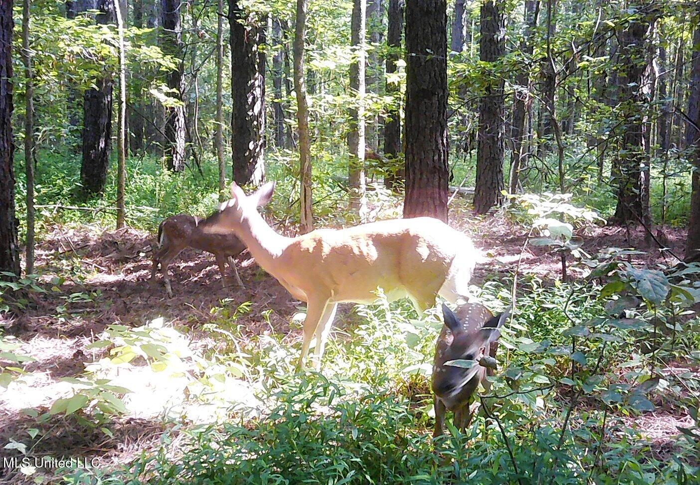2380 213th Road, Unit COUNTRY Grenada, MS 38901 - Photo 17 of 49 00000648