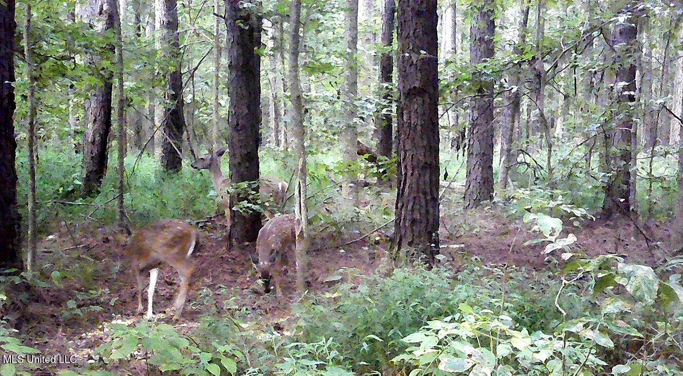 2380 213th Road, Unit COUNTRY Grenada, MS 38901 - Photo 42 of 49 00000028
