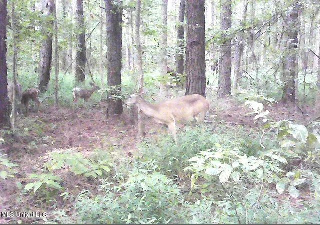 $395,000 | 2380 213th Road, Unit COUNTRY, Grenada, MS 38901