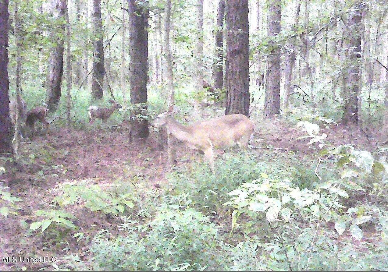 2380 213th Road, Unit COUNTRY Grenada, MS 38901 - Photo 43 of 49 00000073