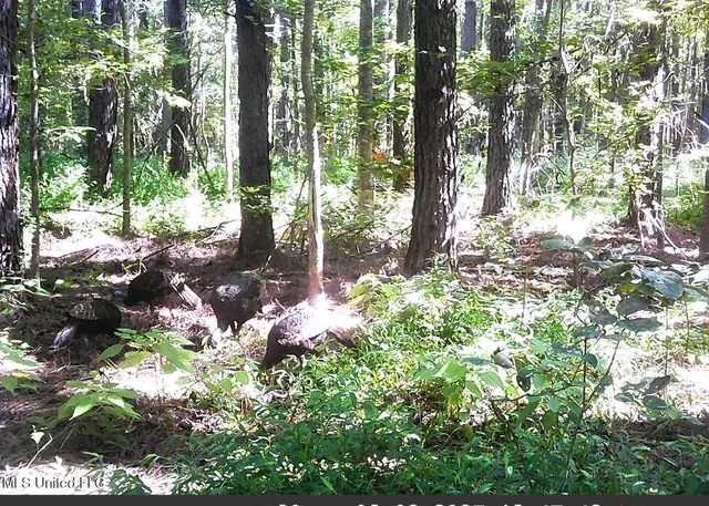 $395,000 | 2380 213th Road, Unit COUNTRY, Grenada, MS 38901