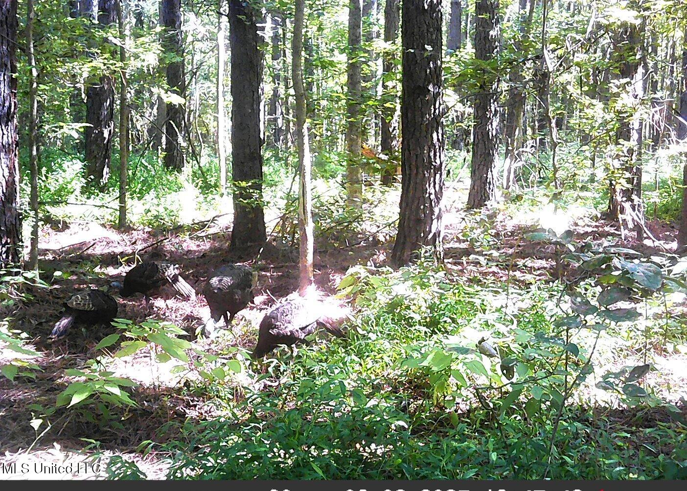 2380 213th Road, Unit COUNTRY Grenada, MS 38901 - Photo 45 of 49 00000859