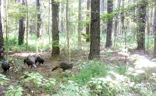 $395,000 | 2380 213th Road, Unit COUNTRY, Grenada, MS 38901