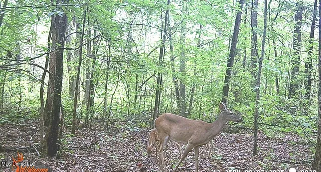 $395,000 | 2380 213th Road, Unit COUNTRY, Grenada, MS 38901