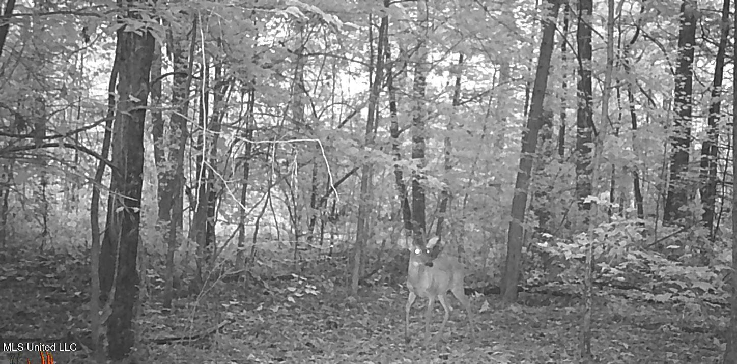 2380 213th Road, Unit COUNTRY Grenada, MS 38901 - Photo 49 of 49 WGI_0031