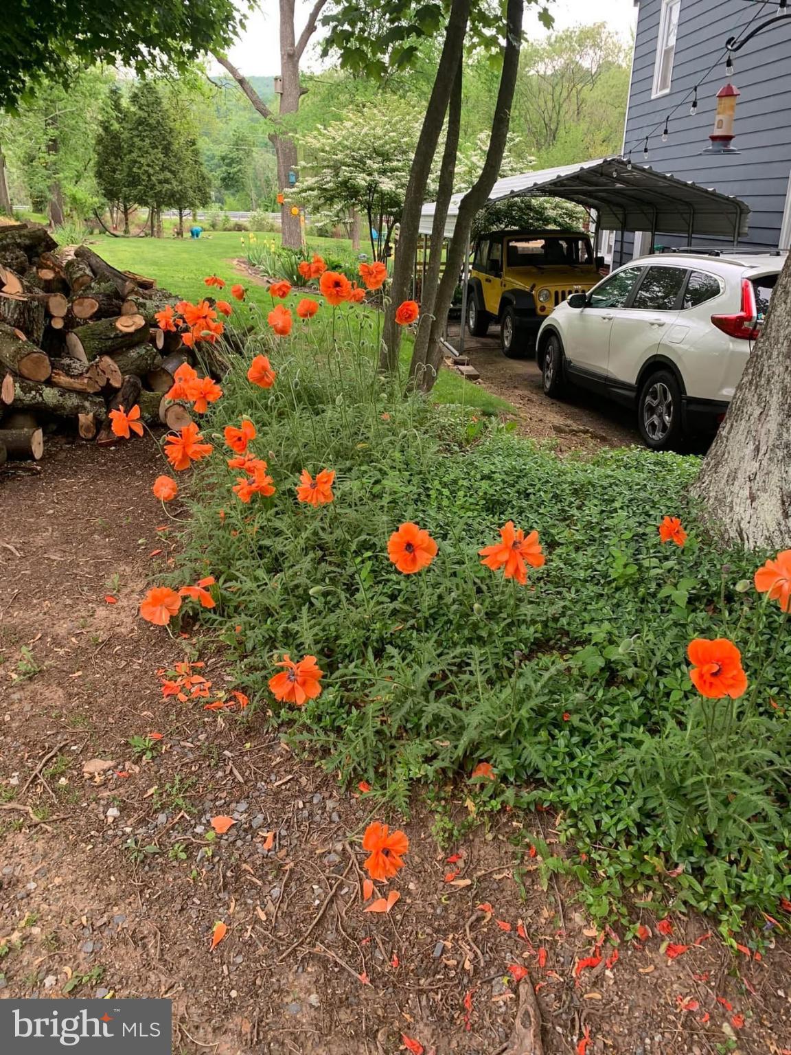 1985 Old Mill Road Marysville, PA 17053 - Photo 70 of 72 Beautiful orange blooms