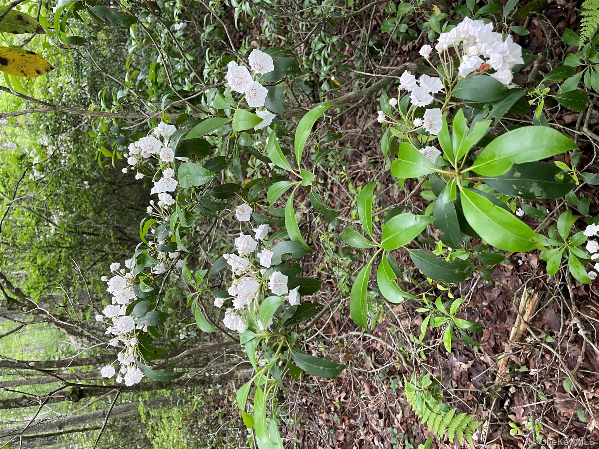 1021 Pine Kill Road Wurtsboro, NY 12790 - Photo 5 of 37 Acres of Mountain Laurel, shown in full bloom on Fathers Day.