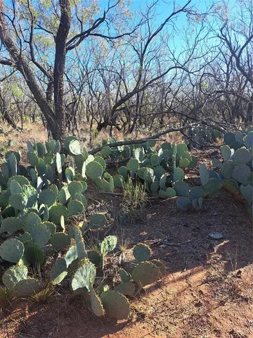 a view of covered with green space