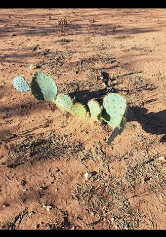a view of a dry yard with wooden fence