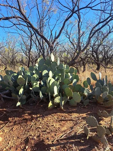 a view of a yard with wooden fence