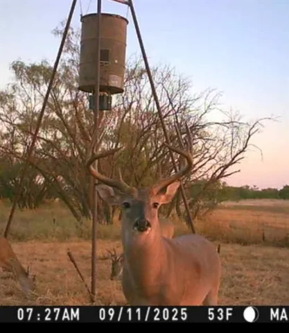 a view of a dry yard