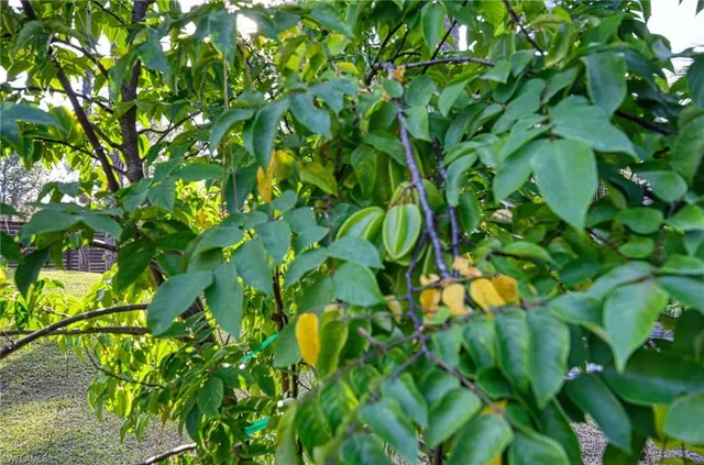 a backyard of a tree