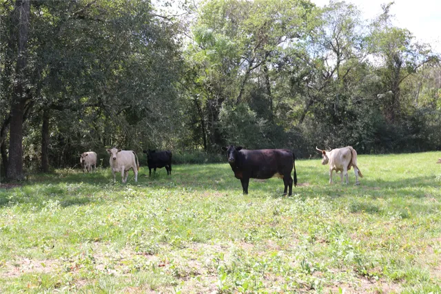 a view of a yard in front of the house