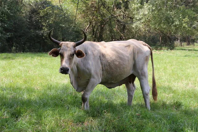 a view of a big yard with a large trees