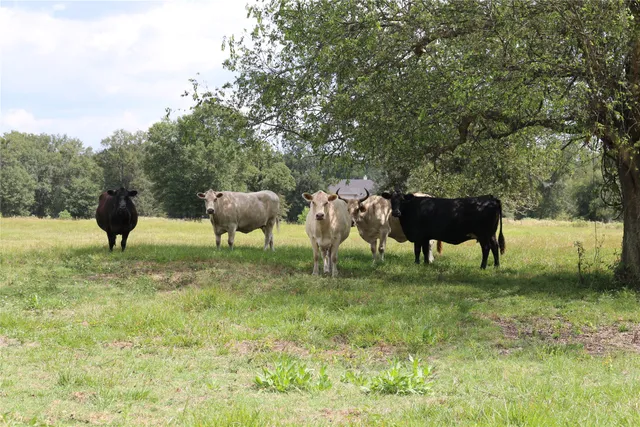 a view of outdoor space with swimming pool and trees in the background