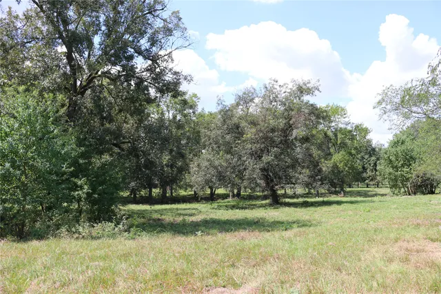 a view of yard covered with trees