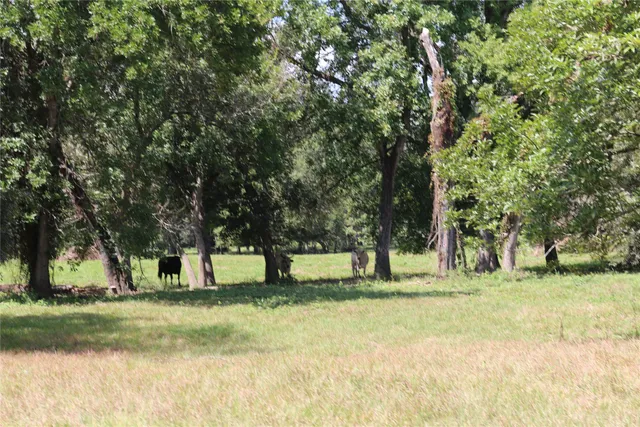 a view of a tree in a yard