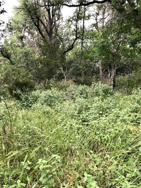 211 Ridgewood Drive San Marcos, TX 78666 - Photo 13 of 26 a view of a lush green forest