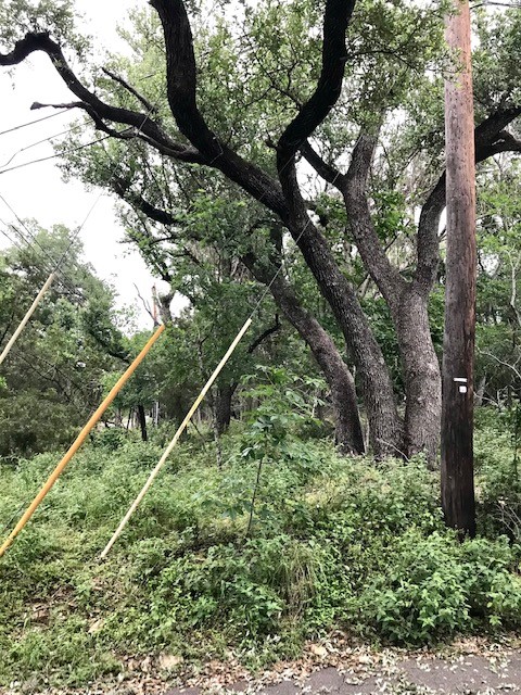 211 Ridgewood Drive San Marcos, TX 78666 - Photo 16 of 26 a view of a yard with a tree