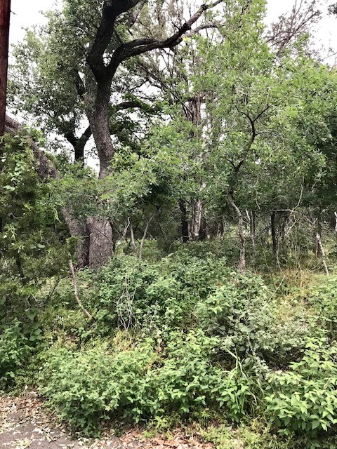 211 Ridgewood Drive San Marcos, TX 78666 - Photo 17 of 26 a view of a garden with a tree